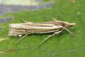 Ancylolomia tentaculella